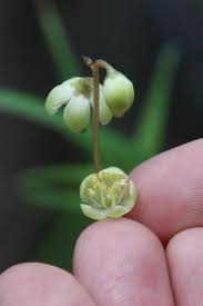 Attēlu rezultāti vaicājumam “Pyrola chlorantha bud”