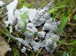 Attēlu rezultāti vaicājumam “Physarum cinereum”