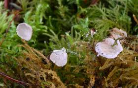 Attēlu rezultāti vaicājumam “Arrhenia retiruga”