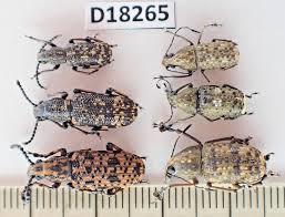 Attēlu rezultāti vaicājumam “Anthribidae”