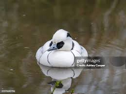 Attēlu rezultāti vaicājumam “Mergus albellus”