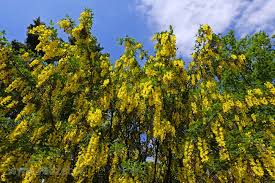 Attēlu rezultāti vaicājumam “Laburnum alpinum fruit”