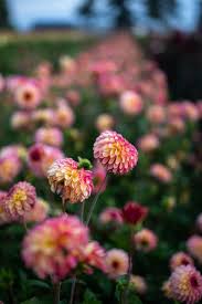 Image result for Dahlia hybrid.