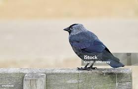 Attēlu rezultāti vaicājumam “Corvus monedula adult”