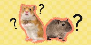 Image result for Gerbil