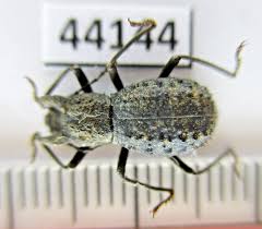 Attēlu rezultāti vaicājumam “Zopheridae”