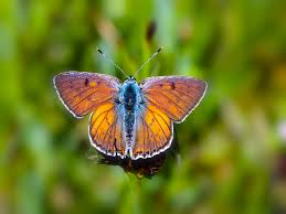 Attēlu rezultāti vaicājumam “Lycaena alciphron”