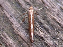 Attēlu rezultāti vaicājumam “Calybites phasianipennella”