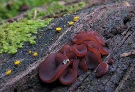 Attēlu rezultāti vaicājumam “Ascocoryne cylichnium”