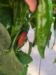 Afbeeldingsresultaat voor numex sandia hot pepper