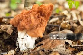 Attēlu rezultāti vaicājumam “Gyromitra gigas”