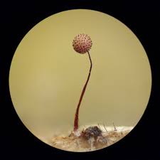 Attēlu rezultāti vaicājumam “Cribraria microcarpa”