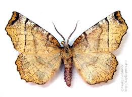 Attēlu rezultāti vaicājumam “Selenia dentaria larva”