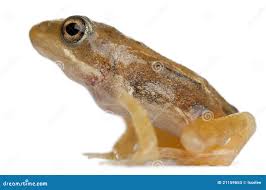 Attēlu rezultāti vaicājumam “Rana temporaria adult”