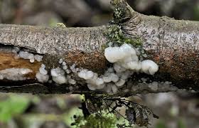 Attēlu rezultāti vaicājumam “Exidia thuretiana”