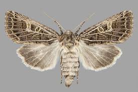 Attēlu rezultāti vaicājumam “Tholera decimalis male”