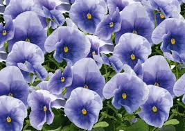 Image result for Viola wittrockiana