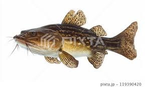 Image result for Pylodictis olivaris