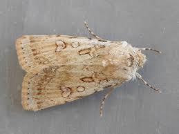 Attēlu rezultāti vaicājumam “Agrotis ripae larva”