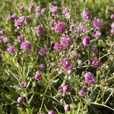 Attēlu rezultāti vaicājumam “Gypsophila paniculata leaf”