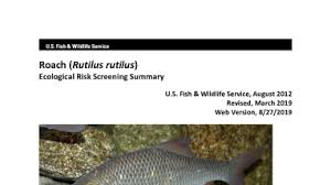 Image result for Rutilus rutilus