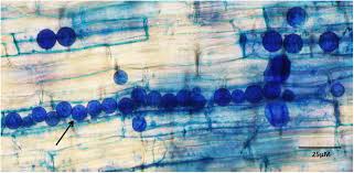 Attēlu rezultāti vaicājumam “Cribraria piriformis spores”