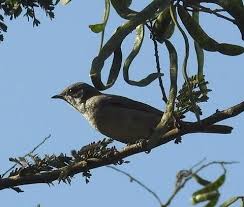 Image result for Sylvia hortensis