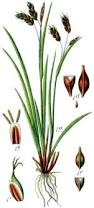 Attēlu rezultāti vaicājumam “Carex capillaris”