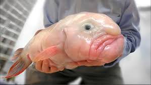Image result for blobfish