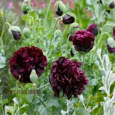 Image result for Papaver somniferum Black
