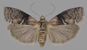 Attēlu rezultāti vaicājumam “Sciota adelphella”