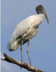 Attēlu rezultāti vaicājumam “Ciconiiformes”