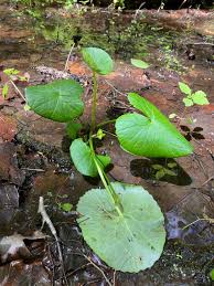 Attēlu rezultāti vaicājumam “Caltha palustris fruit”