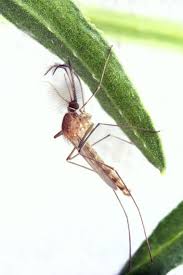 Attēlu rezultāti vaicājumam “Culex pipiens”