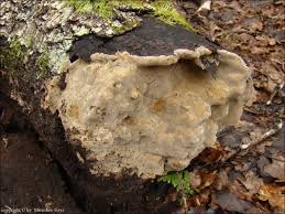Attēlu rezultāti vaicājumam “Phellinus laevigatus”