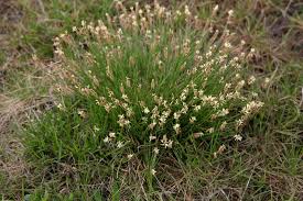 Attēlu rezultāti vaicājumam “Carex davalliana”