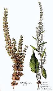 Attēlu rezultāti vaicājumam “Rumex aquaticus fruit”