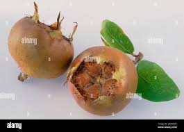 Attēlu rezultāti vaicājumam “Mespilus germanica fruit”