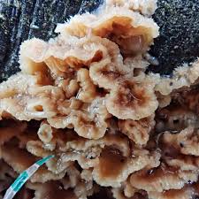 Attēlu rezultāti vaicājumam “Phlebia tremellosa”