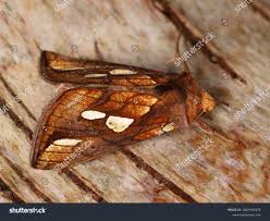 Attēlu rezultāti vaicājumam “Plusia festucae”