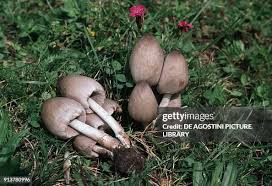 Attēlu rezultāti vaicājumam “Coprinus atramentarius”