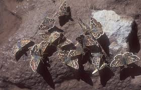 Attēlu rezultāti vaicājumam “Pyrgus alveus underside”