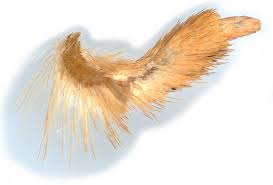 Attēlu rezultāti vaicājumam “Enargia paleacea”