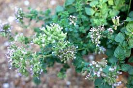 Attēlu rezultāti vaicājumam “Origanum vulgare bud”