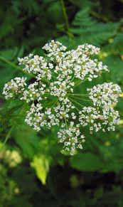 Image result for Chaerophyllum aureum