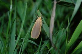 Attēlu rezultāti vaicājumam “Eilema depressa imago”