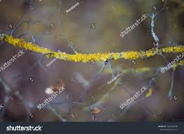 Attēlu rezultāti vaicājumam “Xanthoria polycarpa”