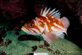 Image result for Sebastes fasciatus