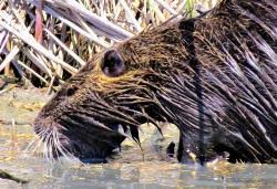 Image result for Castor fiber