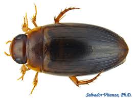 Attēlu rezultāti vaicājumam “Dytiscidae”